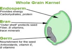 whole grain kernel